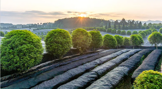 The 2026 Matcha Shortage: A Wholesale Buyer's Guide to Foreign vs Domestic Suppliers