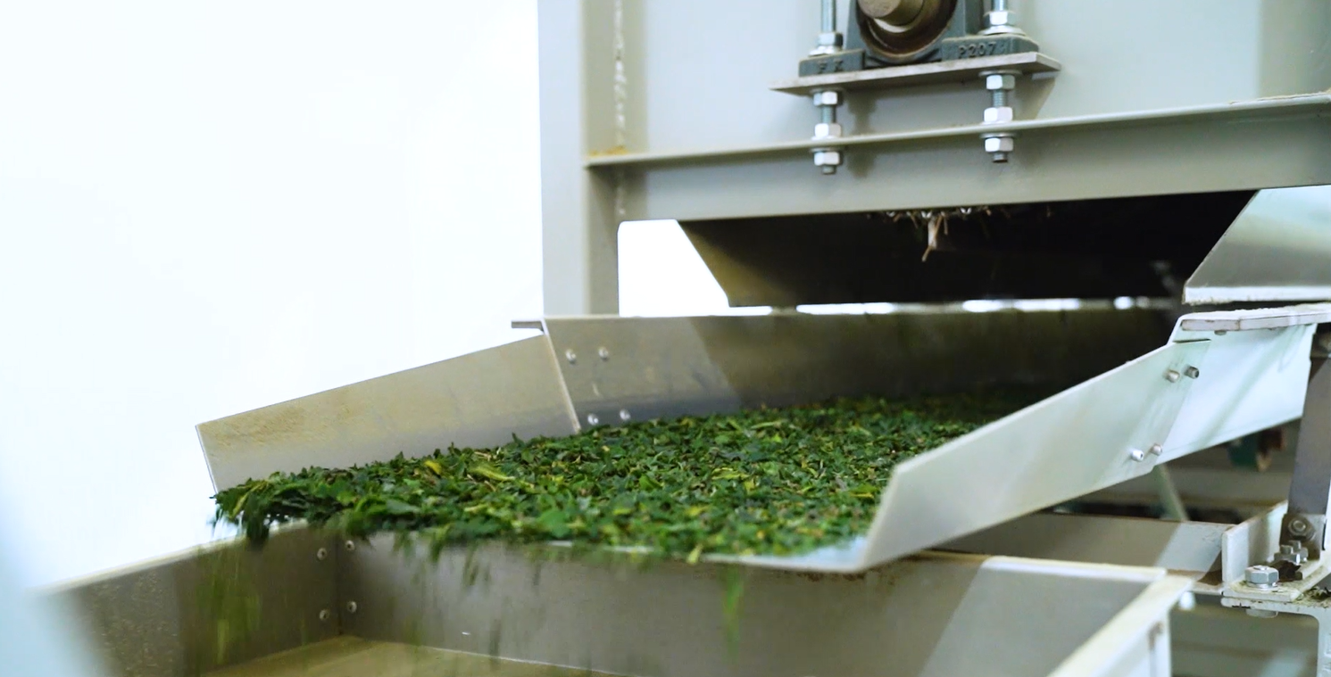 Matcha Production - Tencha
