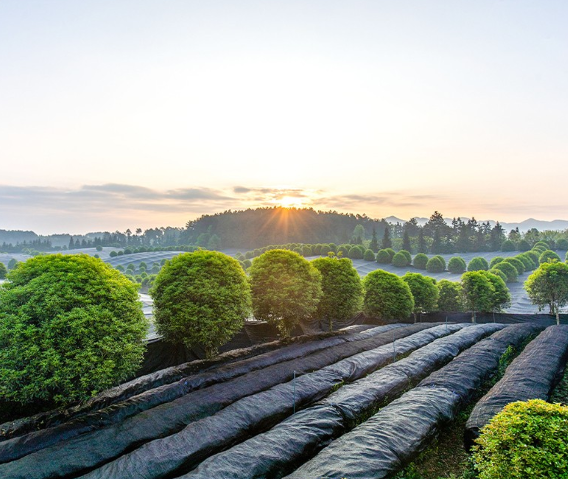 Matcha Tea Field