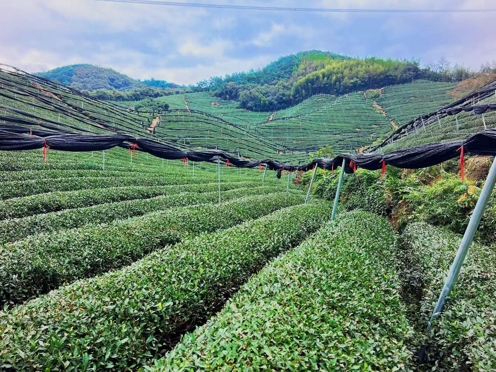 Matcha Tea Field
