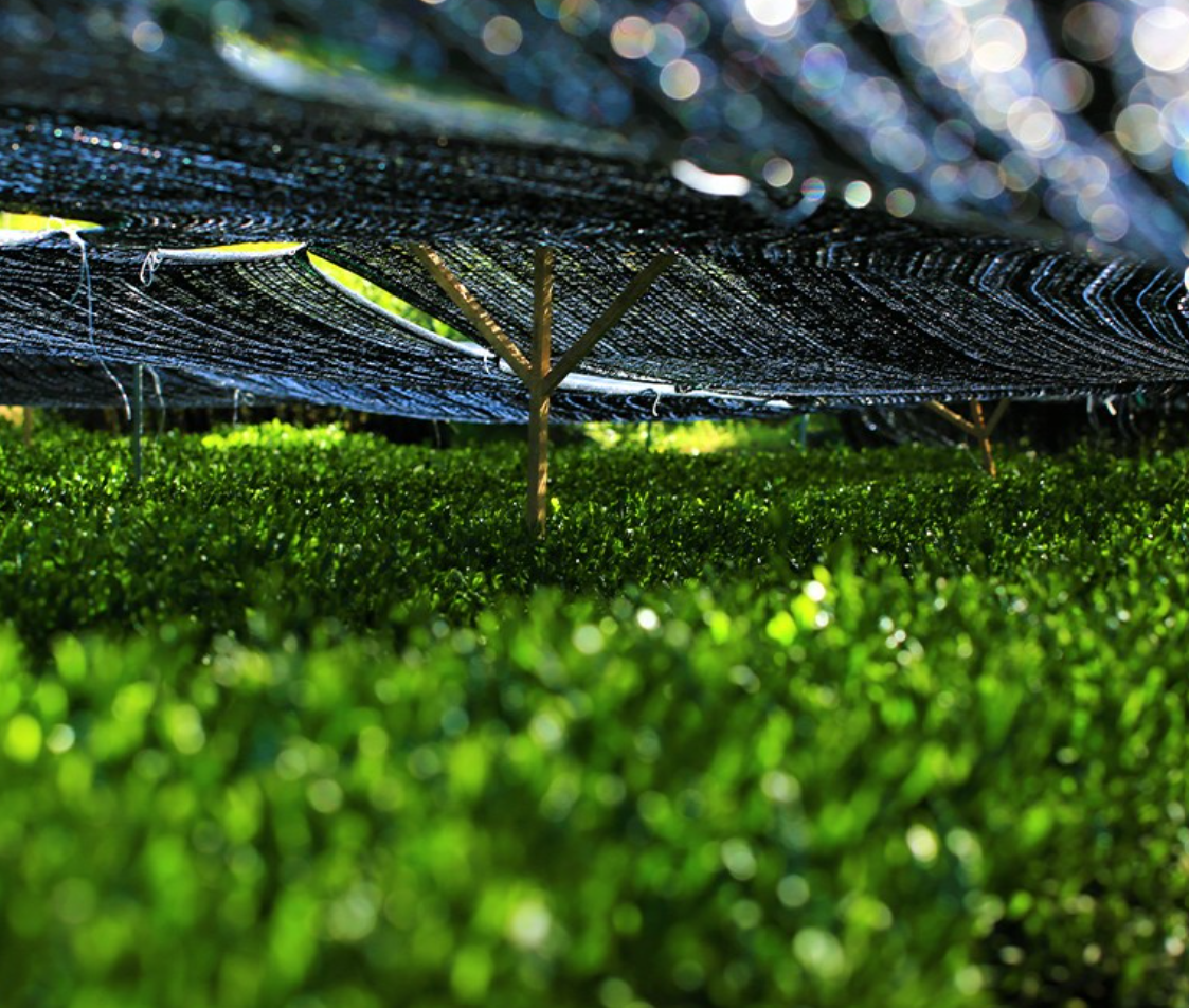Matcha Tea Field with Shade
