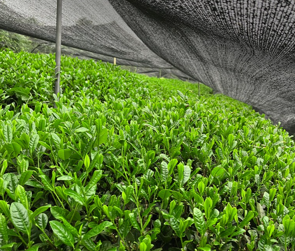 Tea plants growing under a large shade net in a tea plantation.