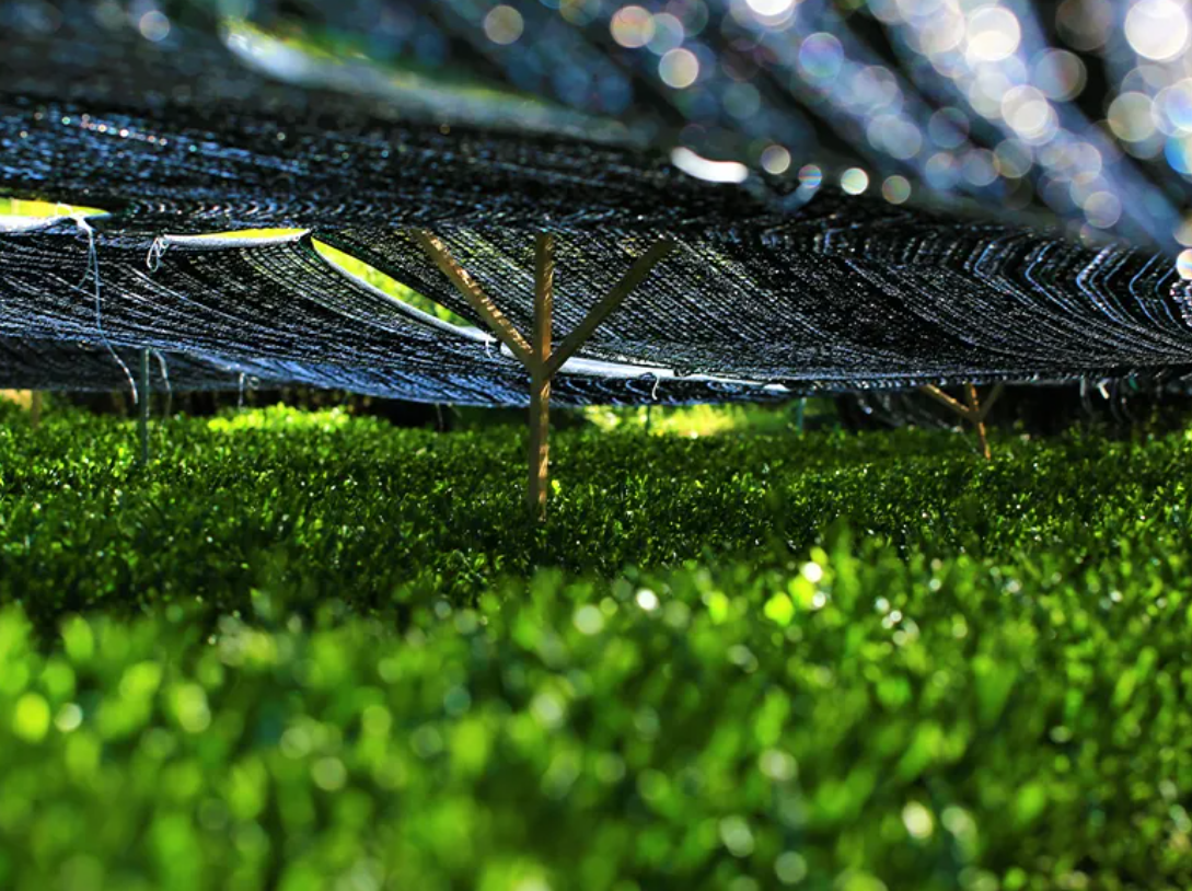 Matchia Matcha Field