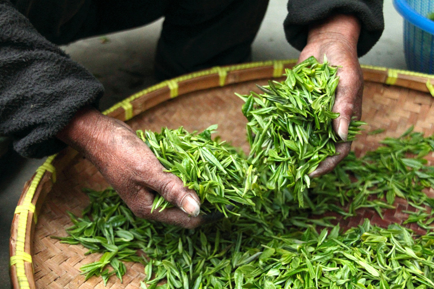hand pick matcha tea leaves