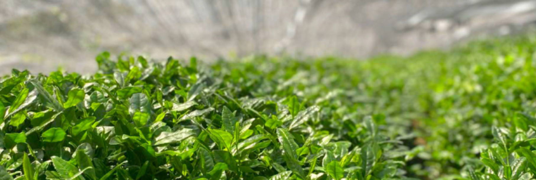 Matcha tea leaves